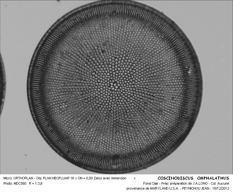 COSCINODISCUS OMPHALATHUS #32217