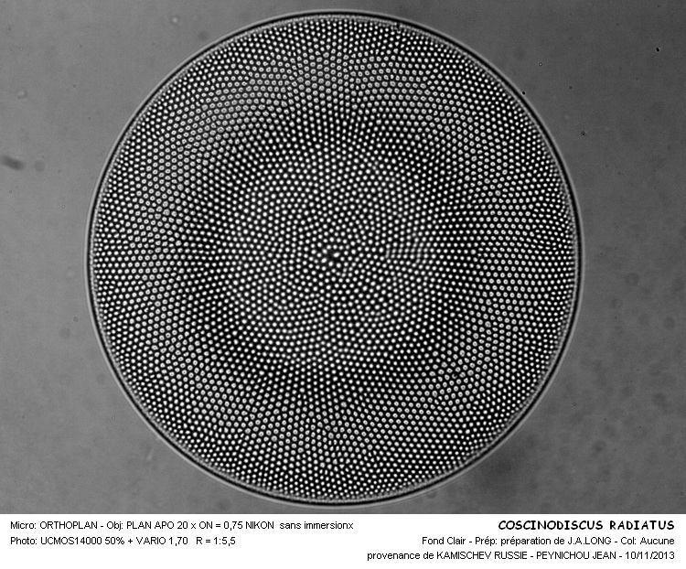 COSCINODISCUS RADIATUS #34687