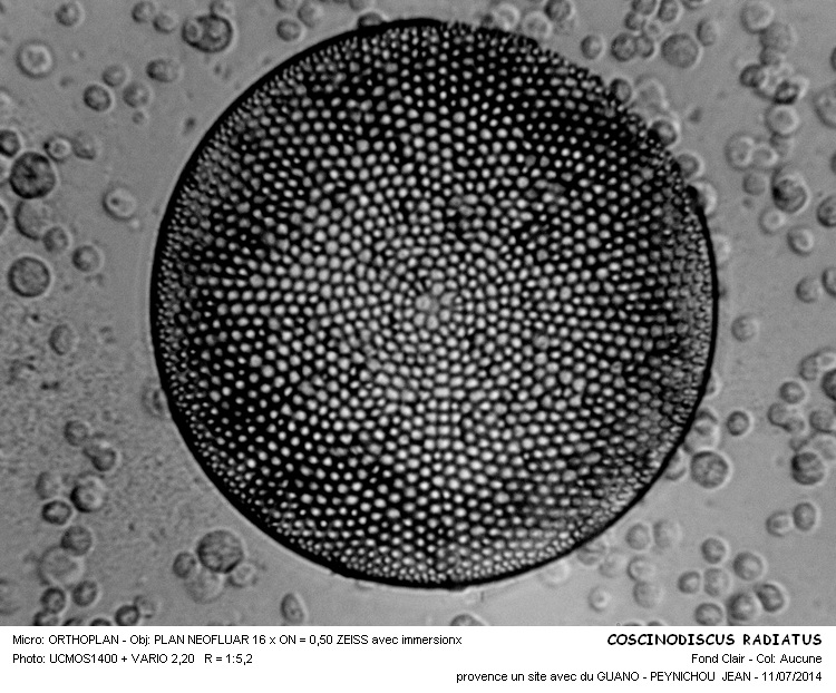 COSCINODISCUS RADIATUS #38183