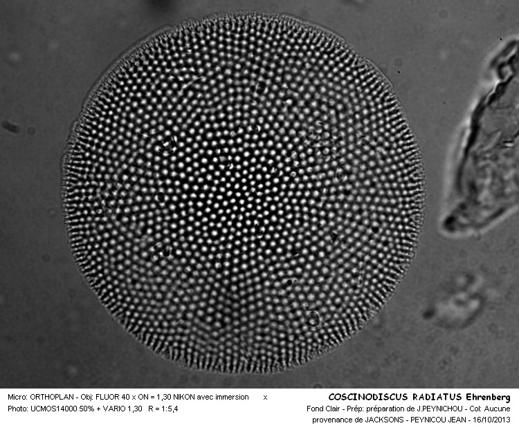 COSCINODISCUS RADIATUS Ehrenberg #34335
