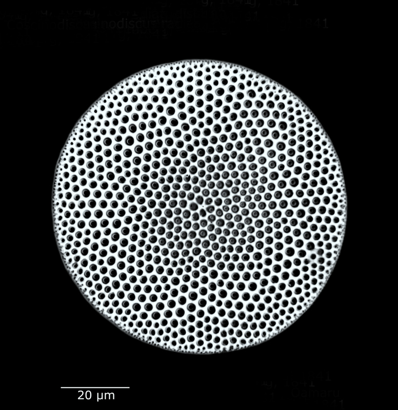 Coscinodiscus radiatus #59761