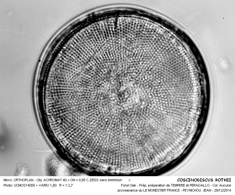COSCINODISCUS ROTHII #40228