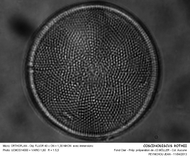 COSCINODISCUS ROTHII #32194