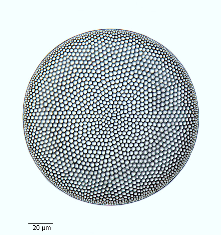 Coscinodiscus simbirskianus #65673