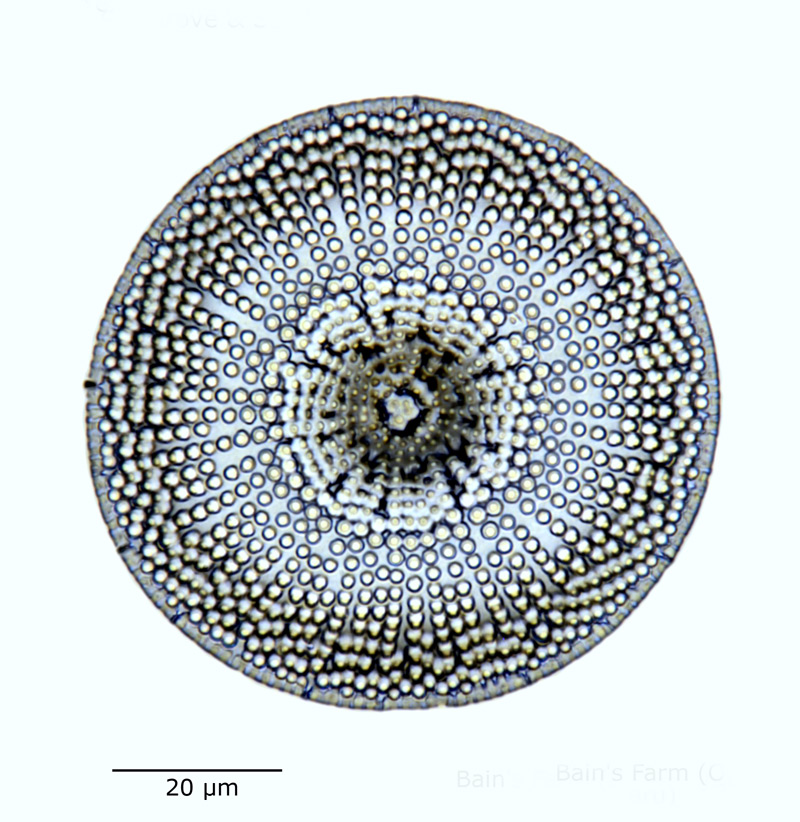 Coscinodiscus spiniferus #60385