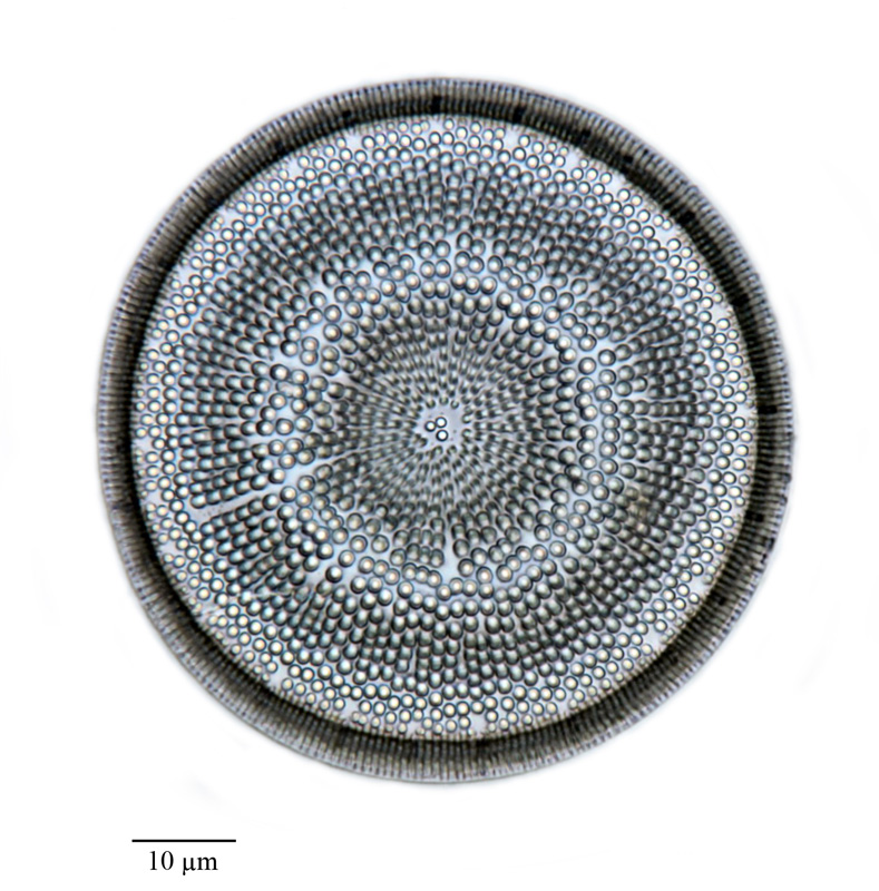 Coscinodiscus spiniferus #64792