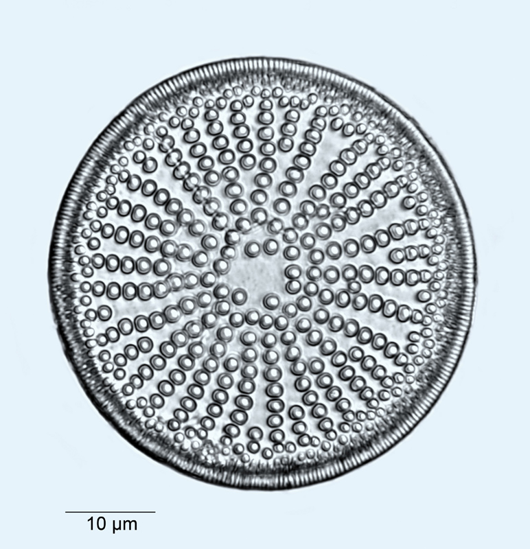 Coscinodiscus stelliger #53693