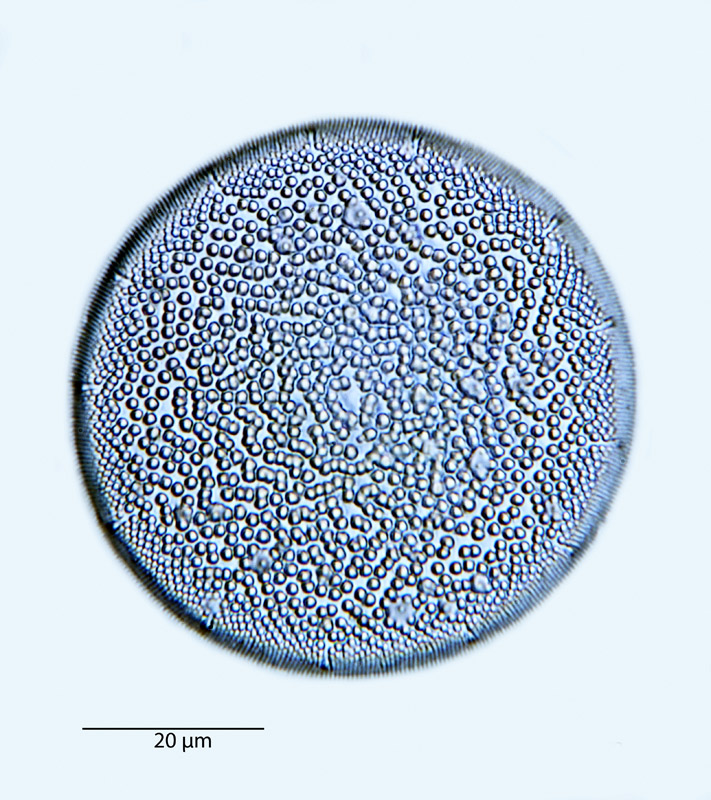 Coscinodiscus subtilis #40742