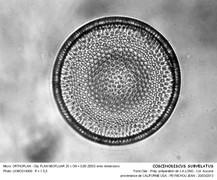 COSCINODISCUS SUBVELATUS #30223