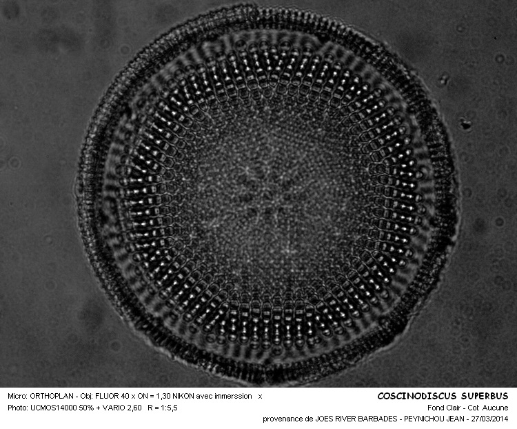 COSCINODISCUS SUPERBUS #36939