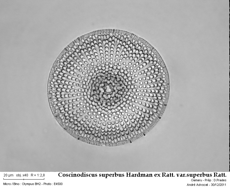 Coscinodiscus superbus Hardman ex Ratt. var.superbus Ratt. #25425