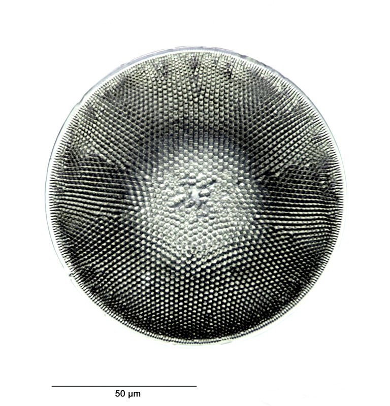 Coscinodiscus symbolophorus #69482