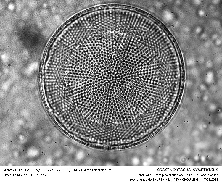 COSCINODISCUS SYMETRICUS #30189