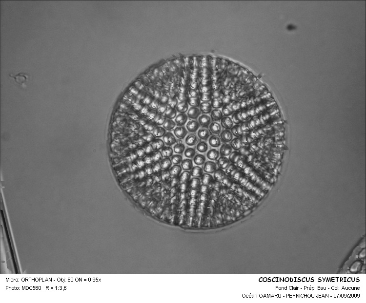 COSCINODISCUS SYMETRICUS #30191