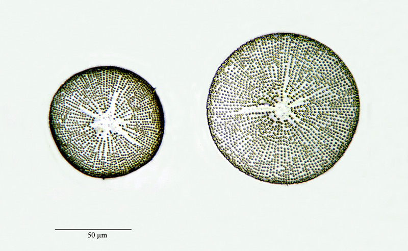 Coscinodiscus thumii Cleve #23044