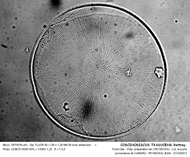 COSCINODISCUS TRADUCENS Rattray #34383