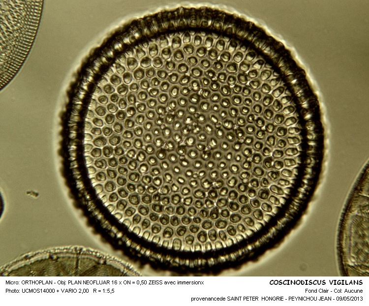 COSCINODISCUS VIGILANS #30977