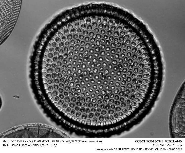 COSCINODISCUS VIGILANS #30976