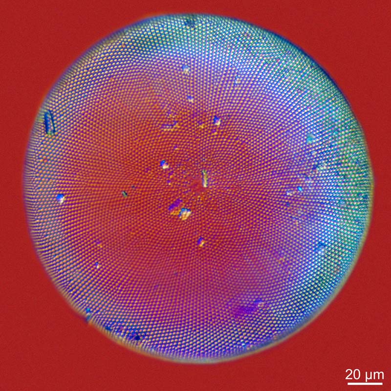 Coscinodiscus wailesii (Gran & Angst 1931) #47447