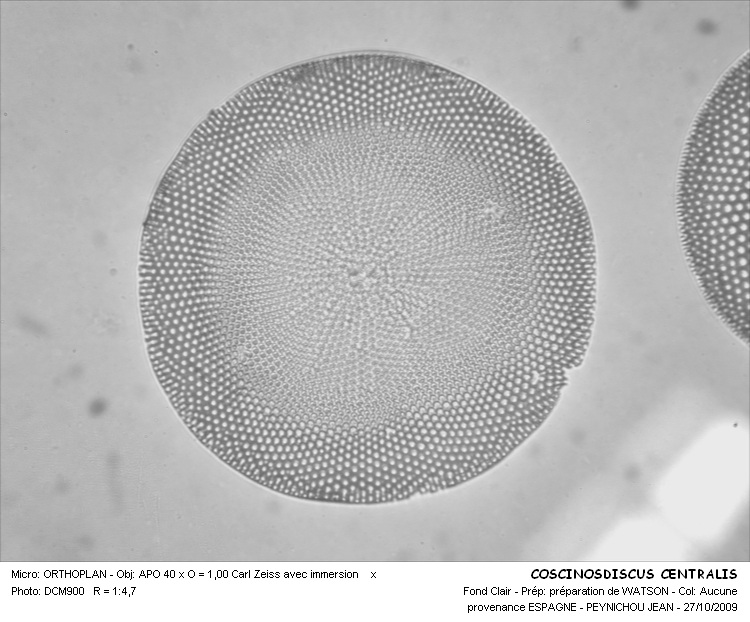 COSCINOSDISCUS CENTRALIS #32213