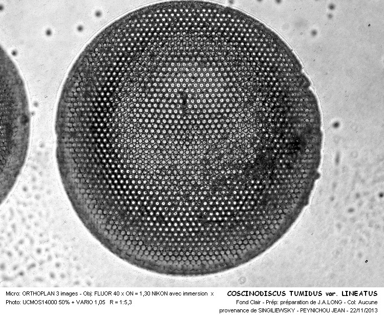 COSCINOSISCUS TUMIDUS var. LINEARUS #34868