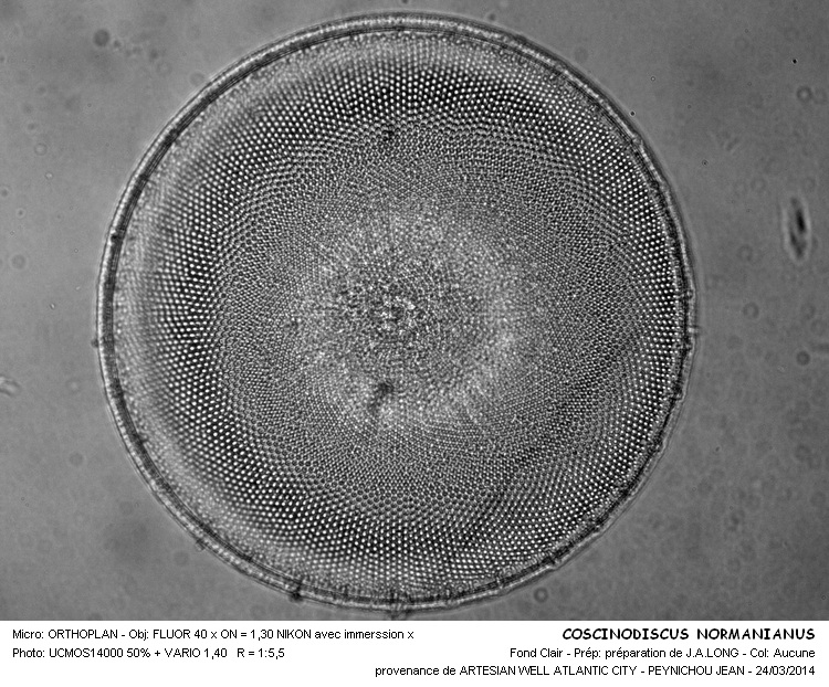COSINODISCUS NORMANIANUS #36903