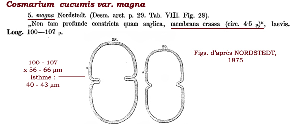 Cosmarium  magnum (Racib.)Coesel & Meesters #82413