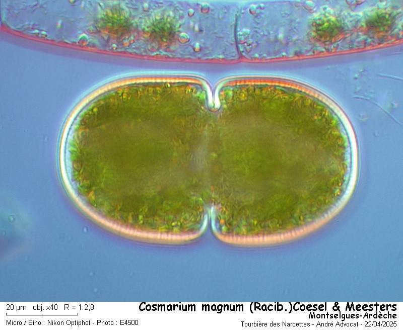 Cosmarium  magnum (Racib.)Coesel & Meesters #82186