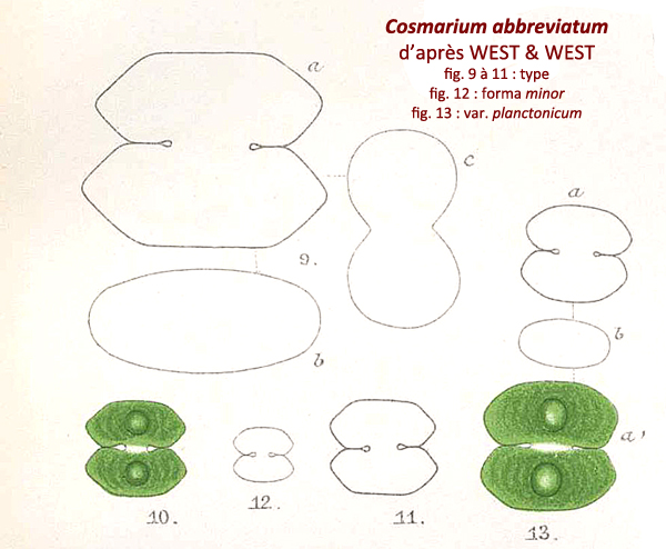 Cosmarium abbreviatum Racib. #78979