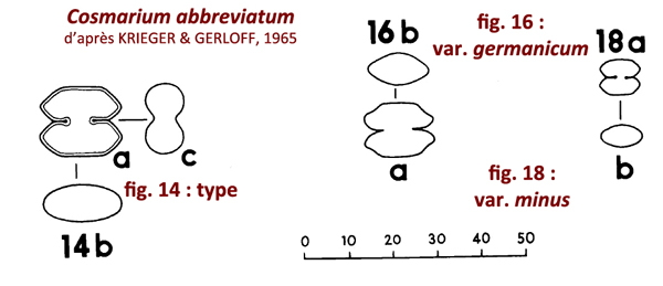 Cosmarium abbreviatum Racib. #78980