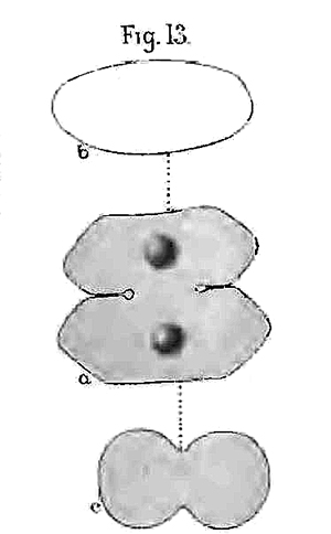 Cosmarium abbreviatum Racib. #78978
