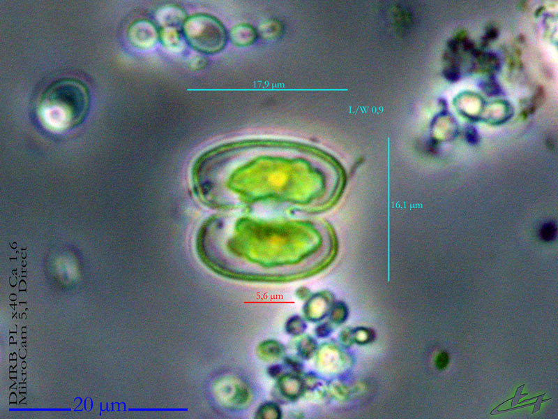 Cosmarium abbreviatum Raciborski #80164