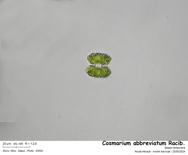 Cosmarium abbreviatum Racib. #78909