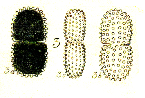 Cosmarium amoenum Ralfs #78716