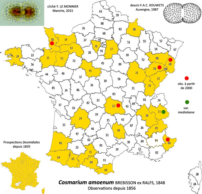 Cosmarium amoenum Ralfs #78715