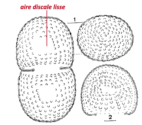 Cosmarium amoenum Ralfs #78718