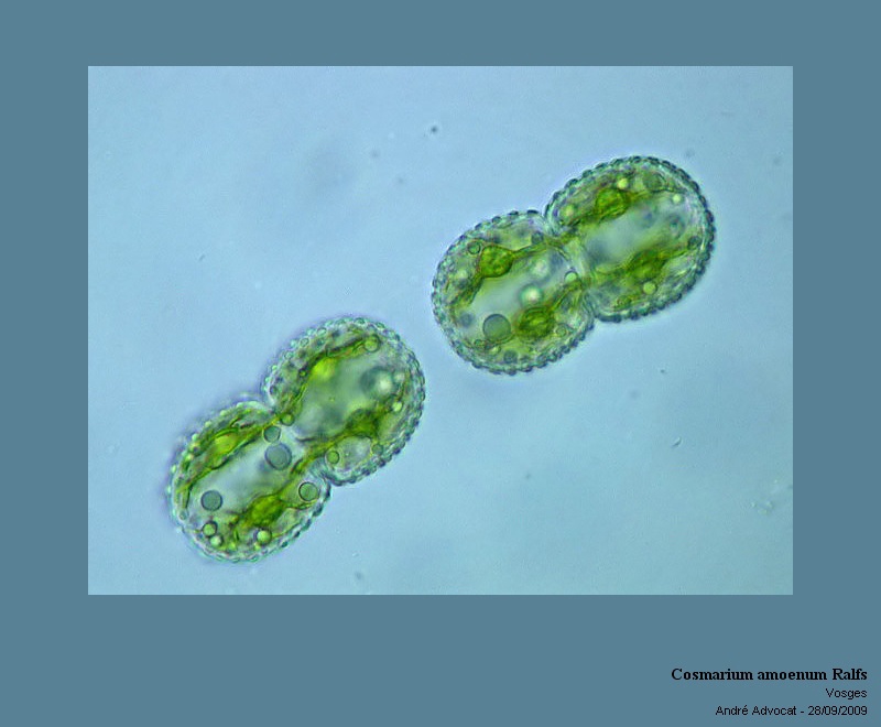 Cosmarium amoenum Ralfs #78721