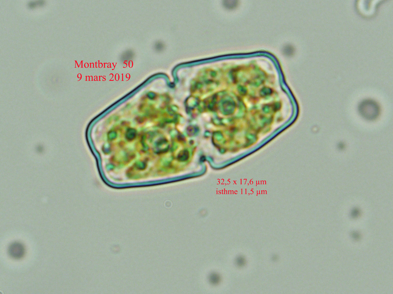 Cosmarium anceps #58404