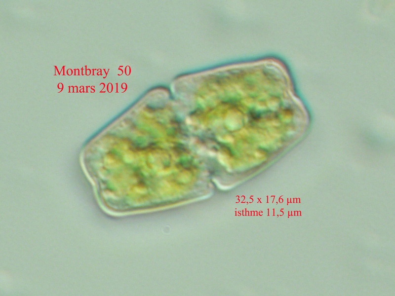 Cosmarium anceps #58405