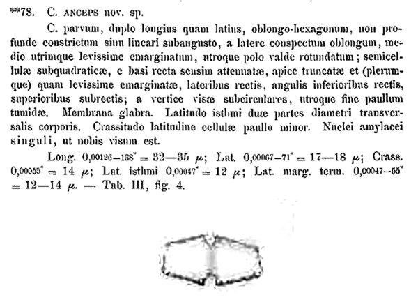 Cosmarium anceps #78377
