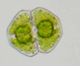 Cosmarium angulare #73254