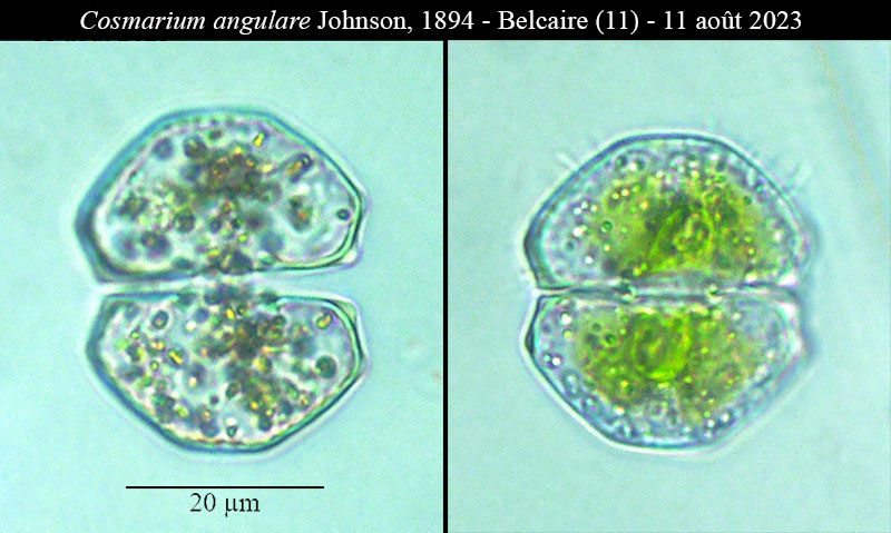 Cosmarium angulare #76901