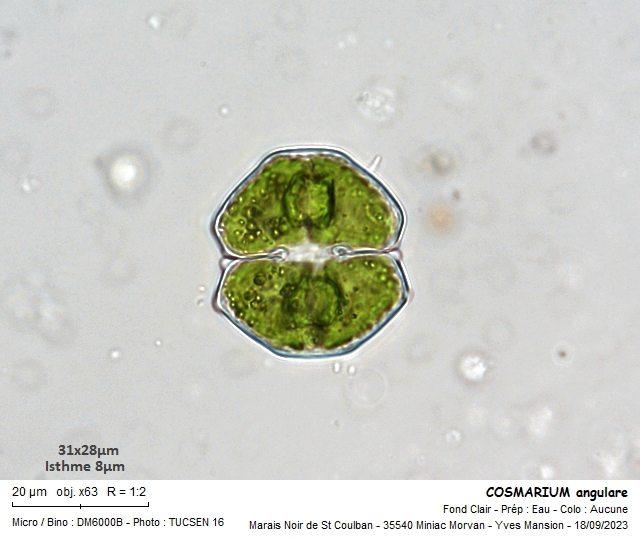 COSMARIUM angulare #77112