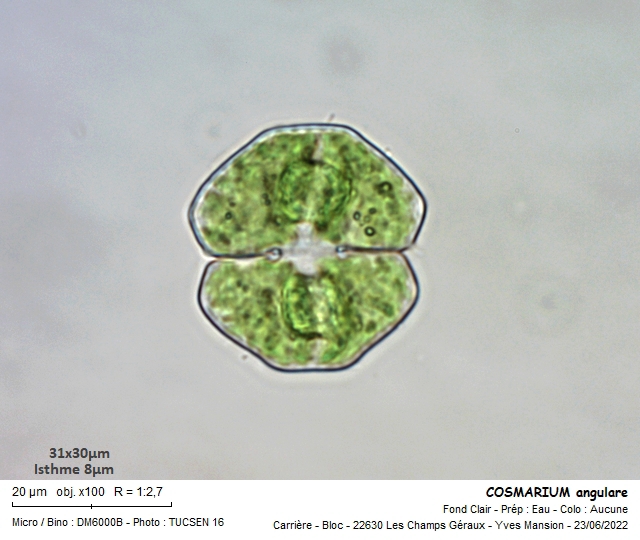 COSMARIUM angulare #77111