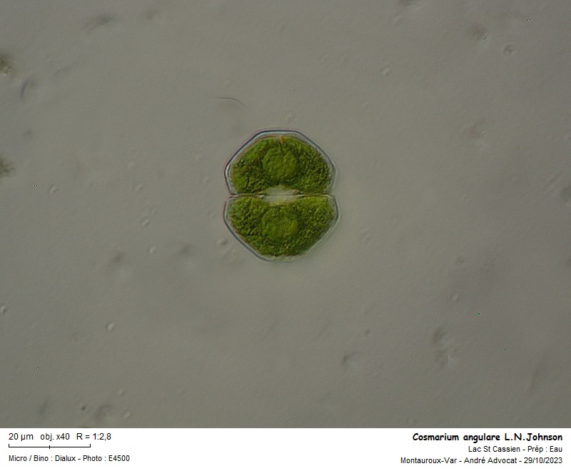 Cosmarium angulare L.N.Johnson #77361