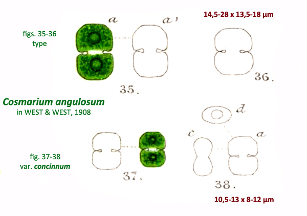 Cosmarium angulosum Breb. #81239