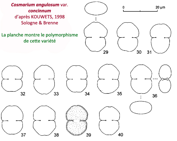 Cosmarium angulosum Breb. #81242