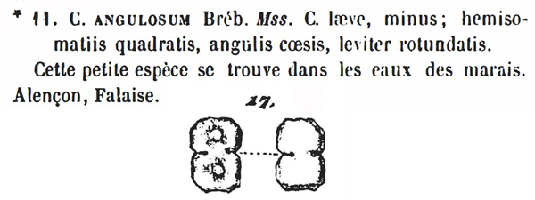 Cosmarium angulosum Breb. #81241