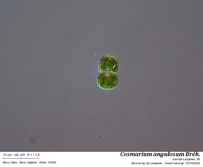 Cosmarium angulosum Breb. #64502