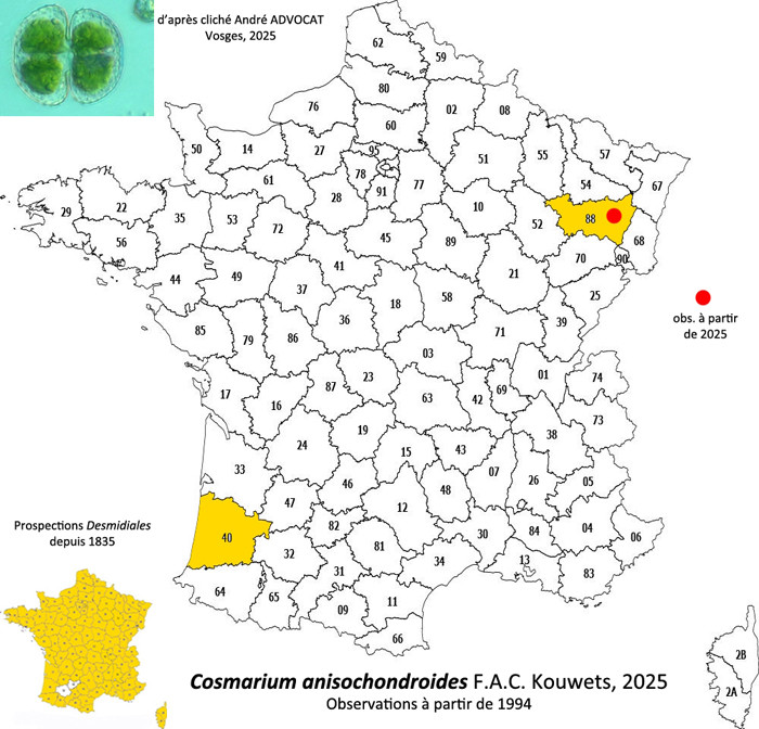 Cosmarium anisochondroides F.A.C.Kouwets #83249